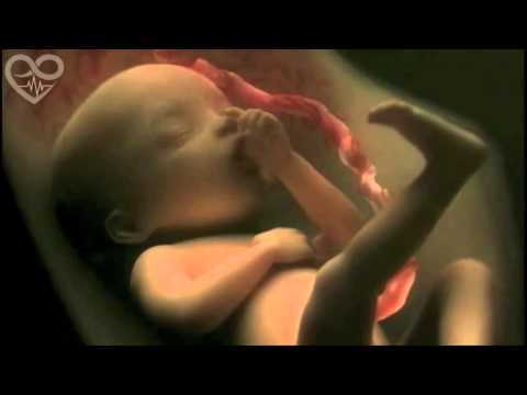 Life in the womb (9 months in 4 minutes) HD - Presented to You from PSNX